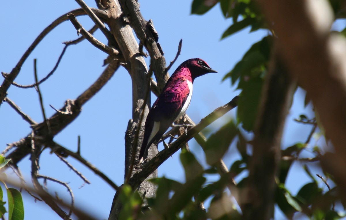 Violet-backed Starling - ML482532221