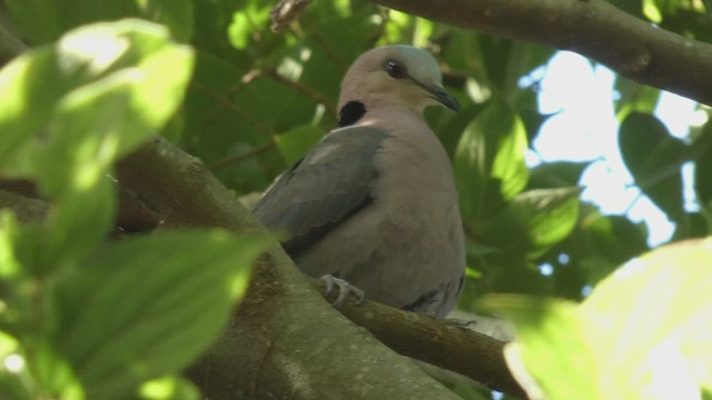 Red-eyed Dove - ML482535581