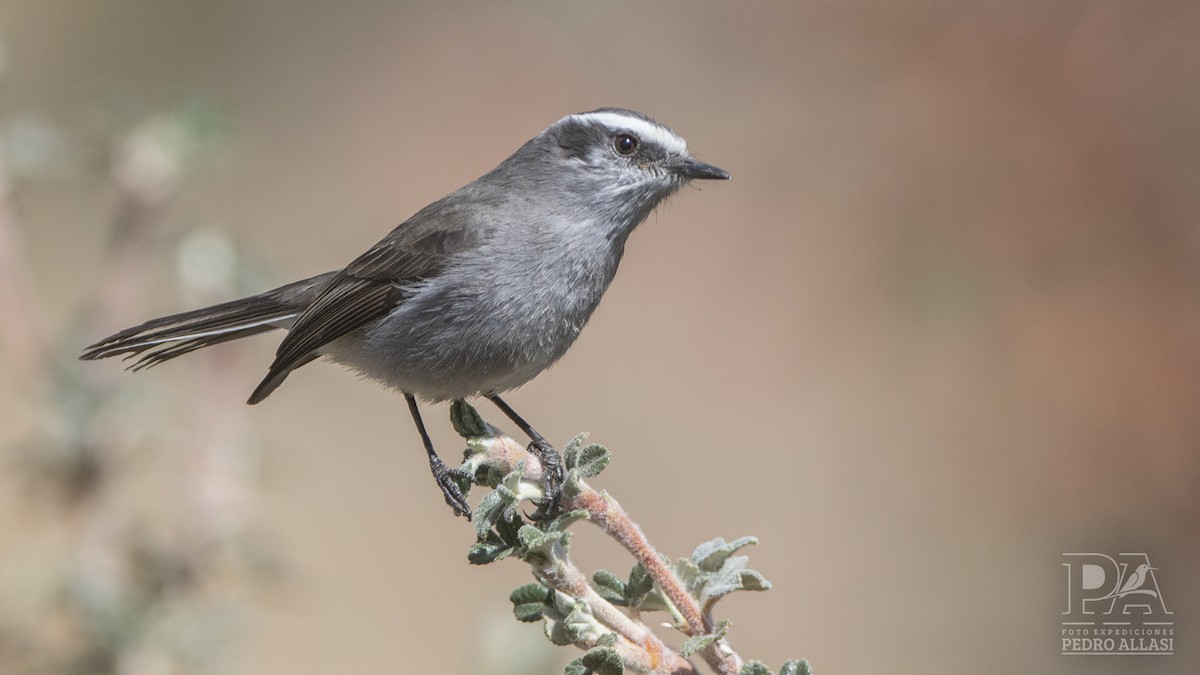 White-browed Chat-Tyrant - ML482540871