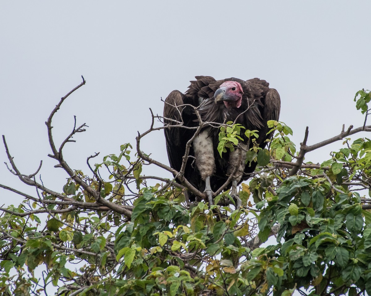 Lappet-faced Vulture - ML48254411