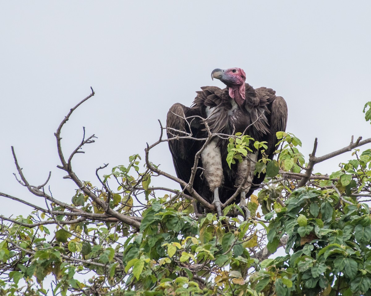 Lappet-faced Vulture - ML48254421