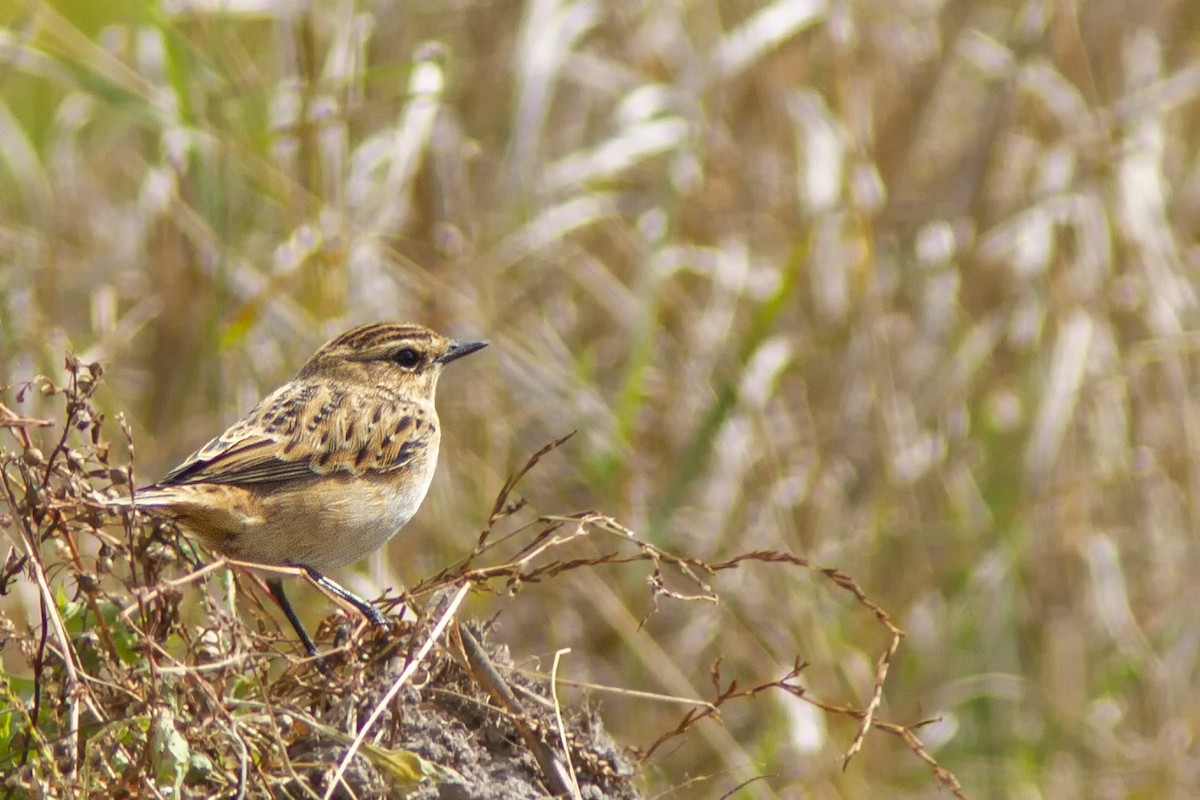 Whinchat - ML482549521