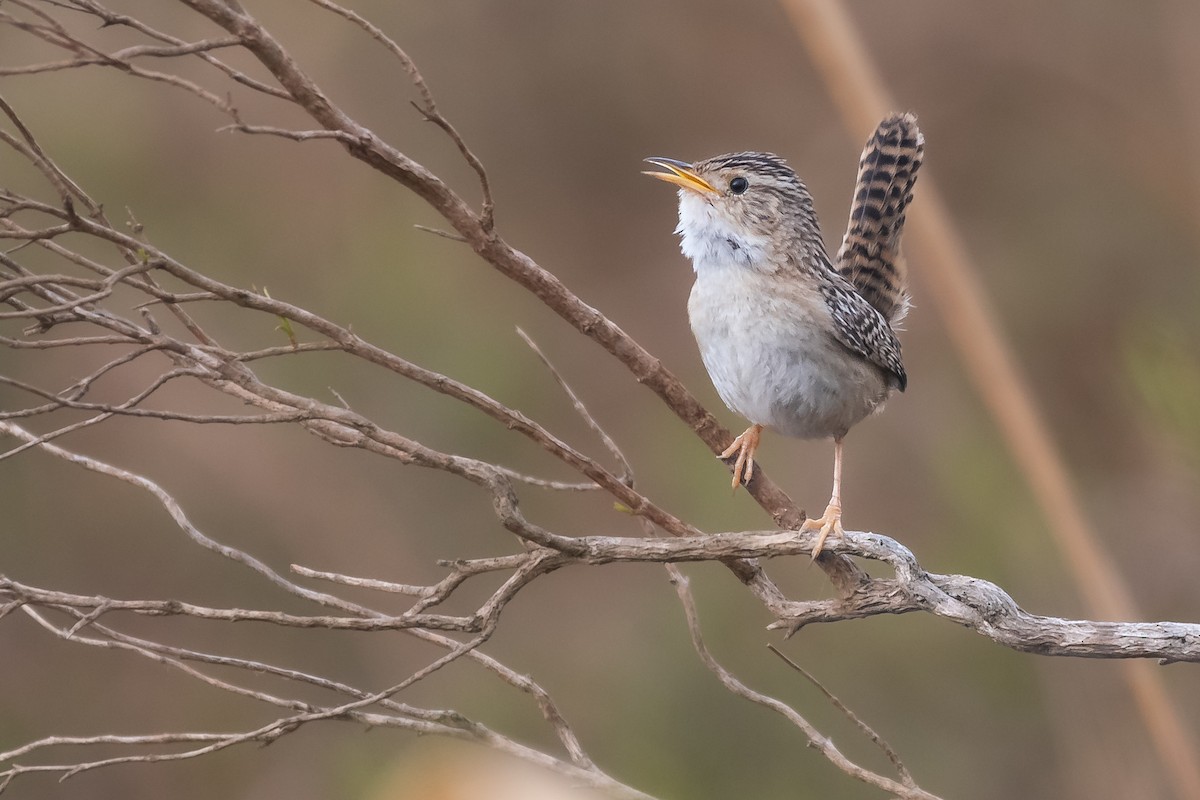 Grass Wren - Fernando Vidal Volpe