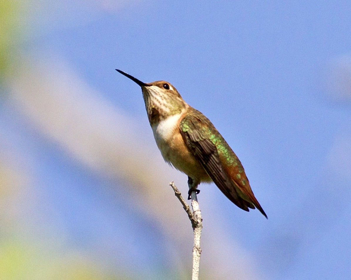 Rufous Hummingbird - ML482551441