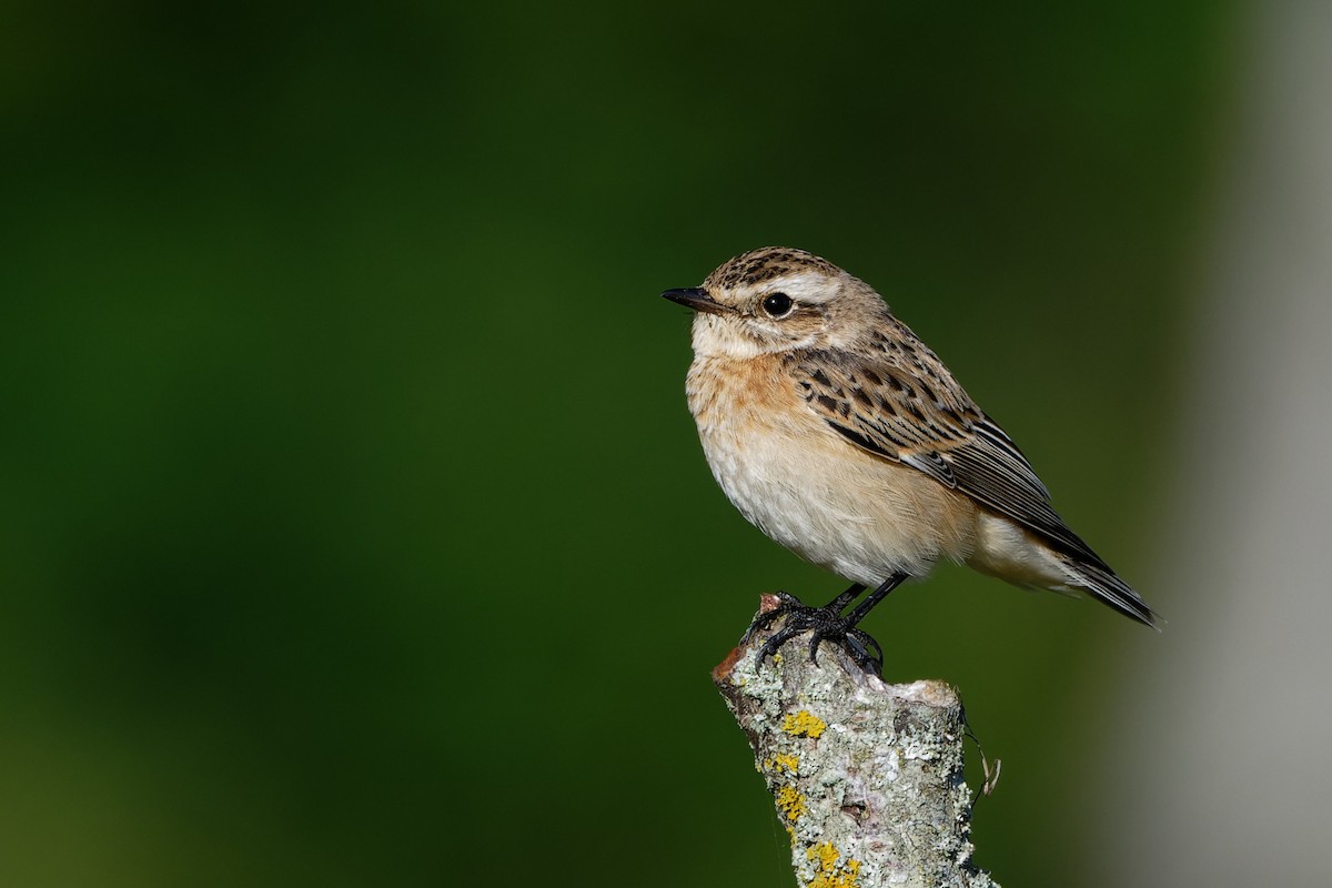 Whinchat - ML482551941