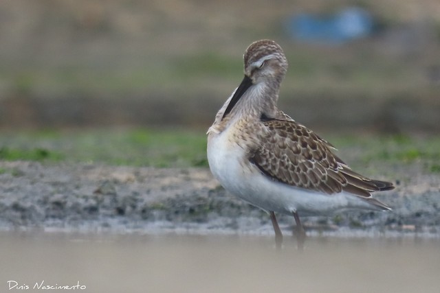 Using the bill to preen its breast. - Curlew Sandpiper - 