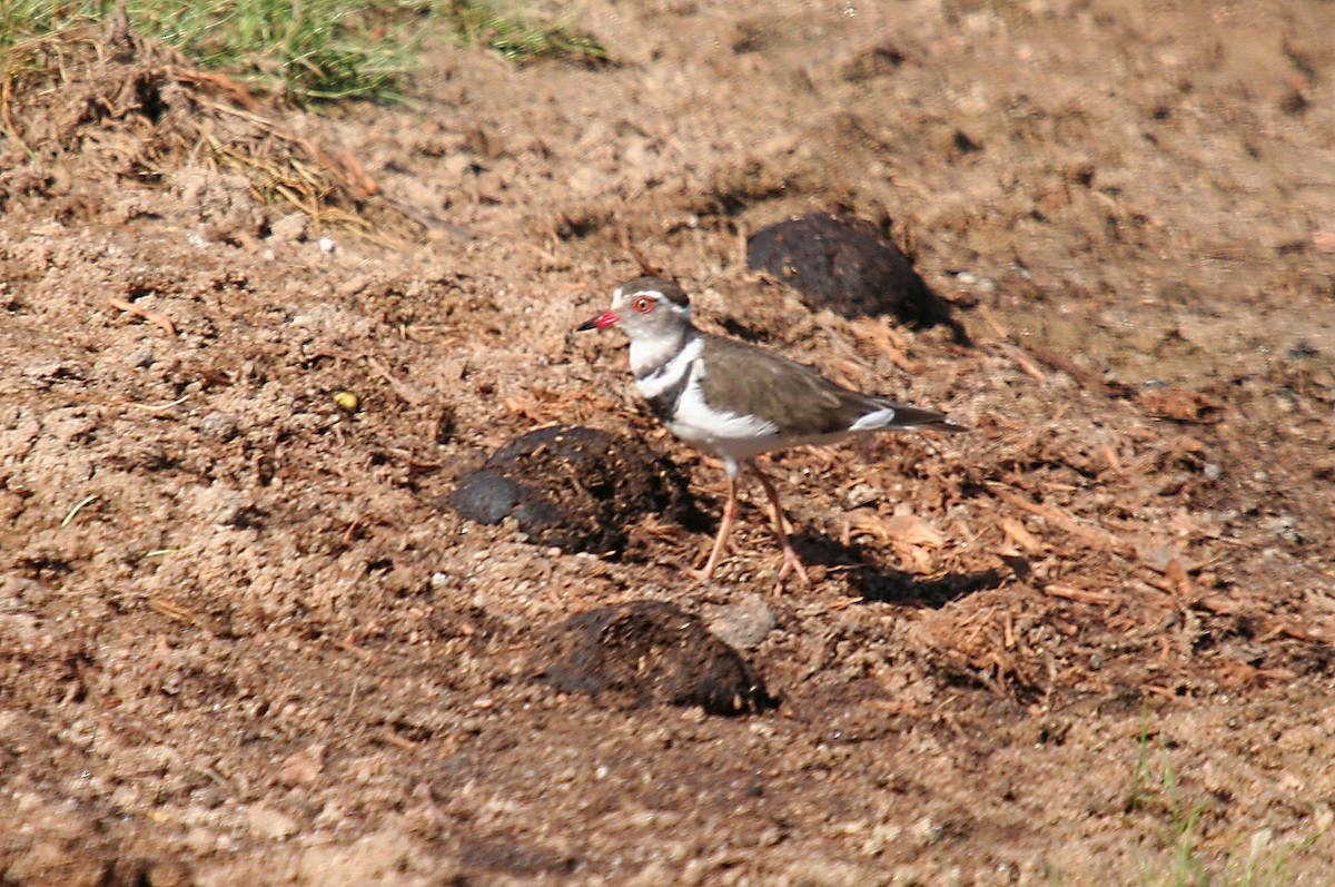 Three-banded Plover - ML482552561