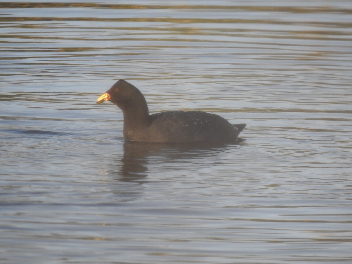 Red-fronted Coot - ML482553811