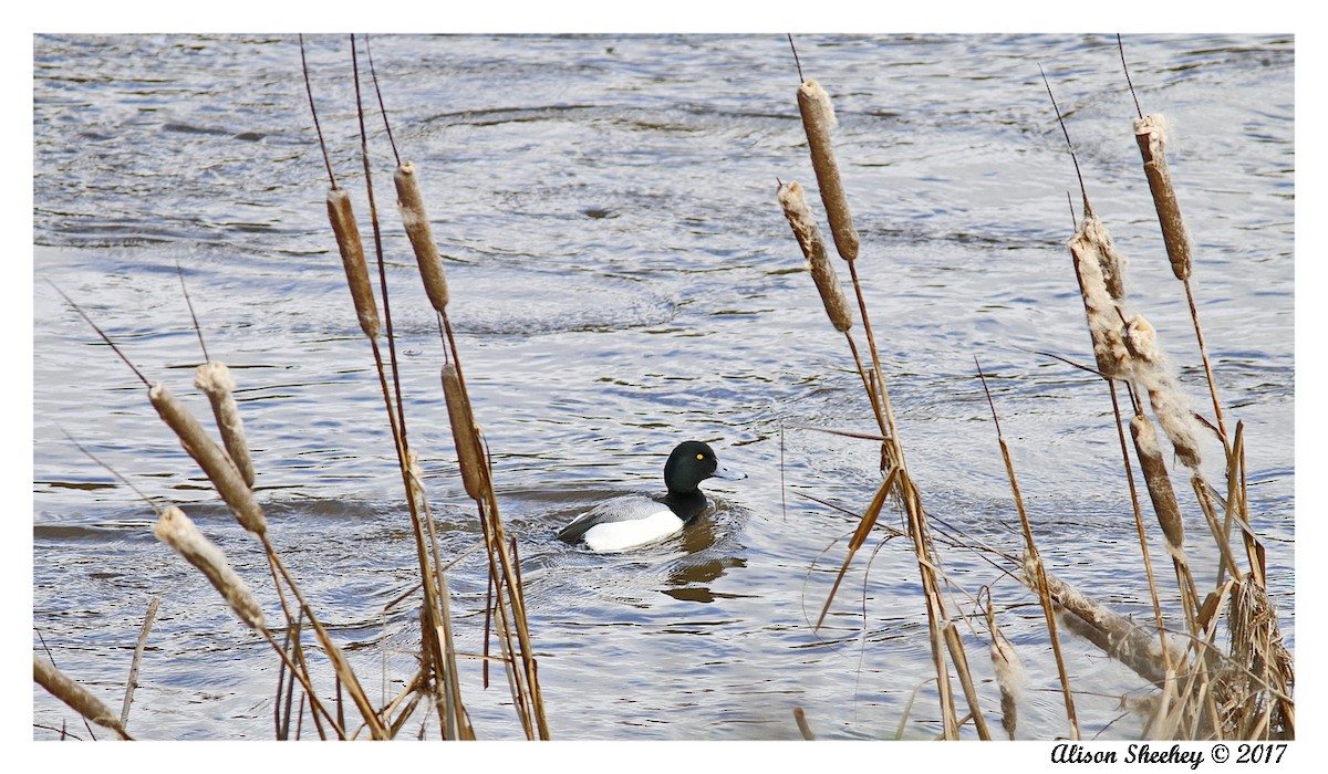 Greater Scaup - Alison Sheehey