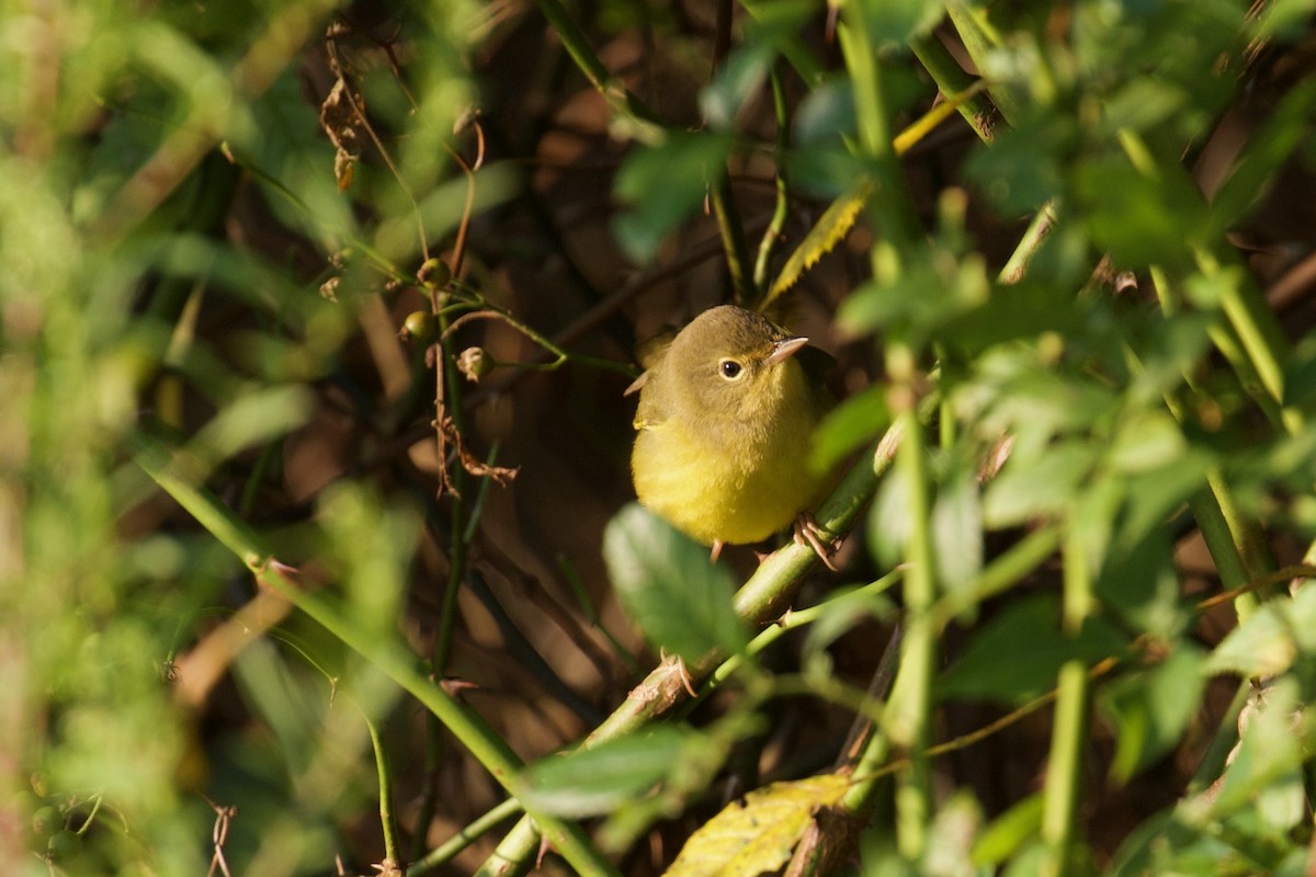 eBird Checklist 9 Sep 2022 Trout Brook Valley Conservation Area