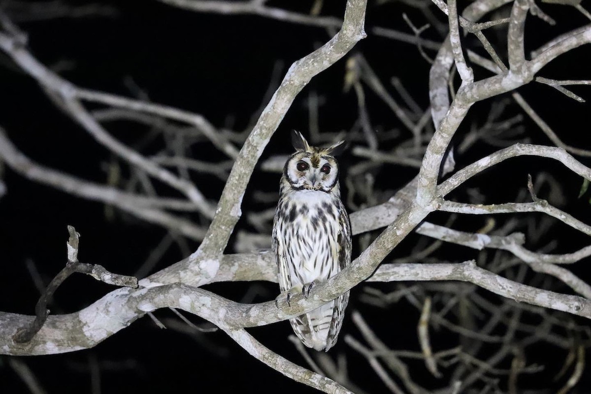 Striped Owl - Olivier Langrand