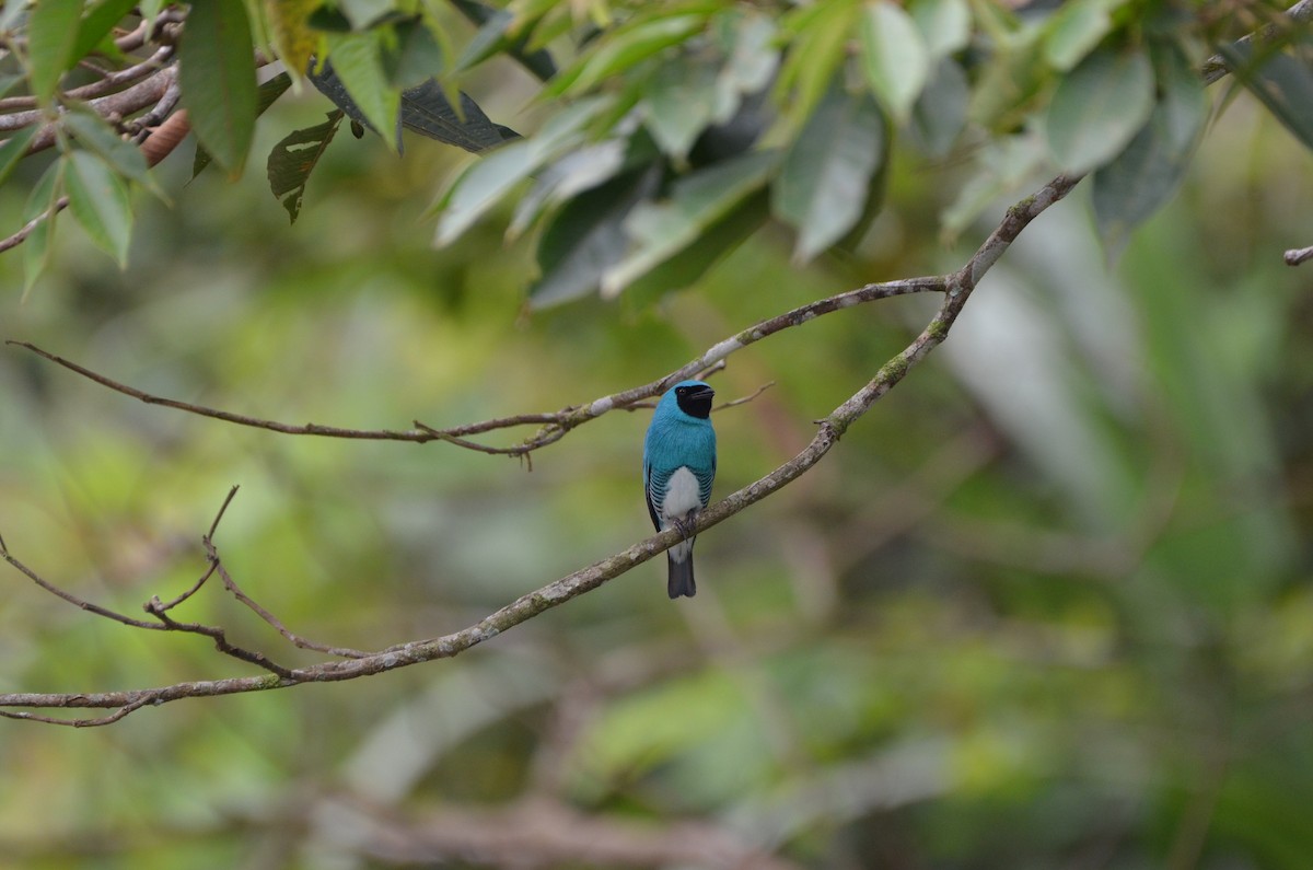 Swallow Tanager - ML482556231