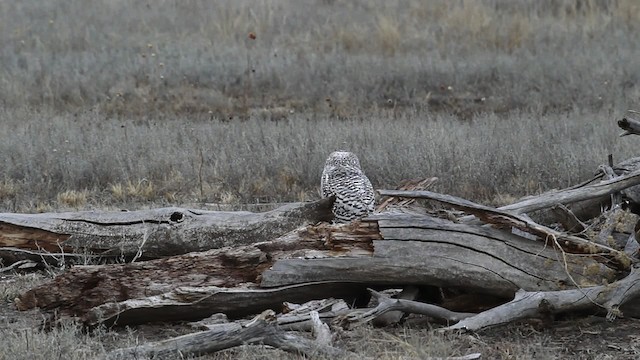 Snowy Owl - ML482560