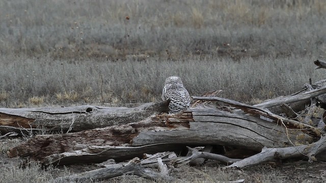 Snowy Owl - ML482561