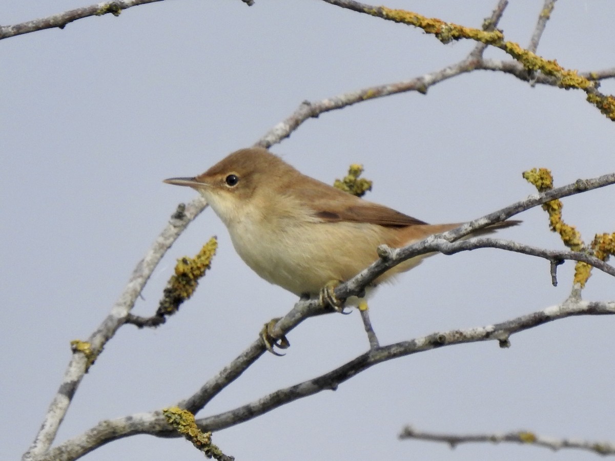 Common Reed Warbler - ML482562891