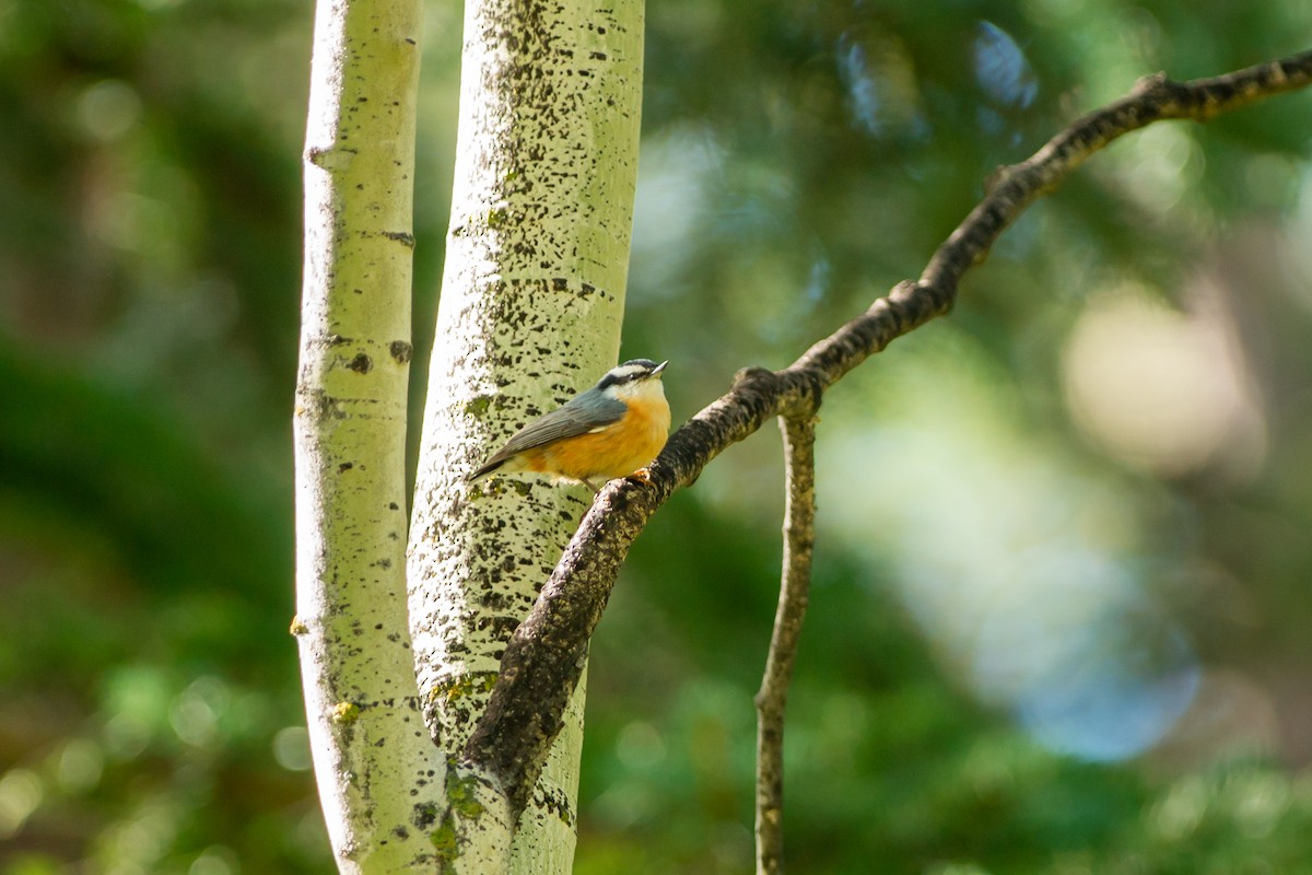 Red-breasted Nuthatch - ML482566561