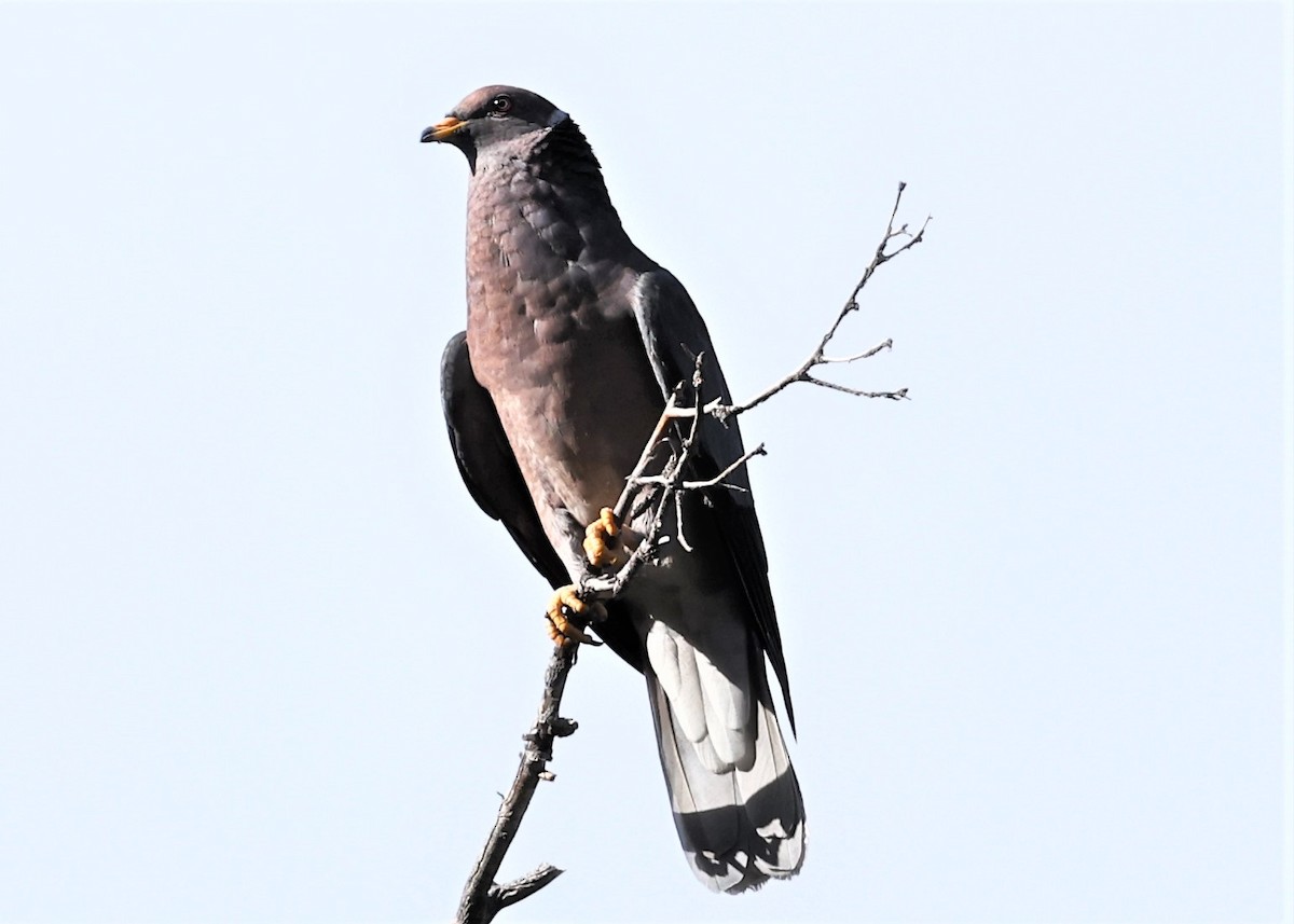 Pigeon à queue barrée - ML482569181