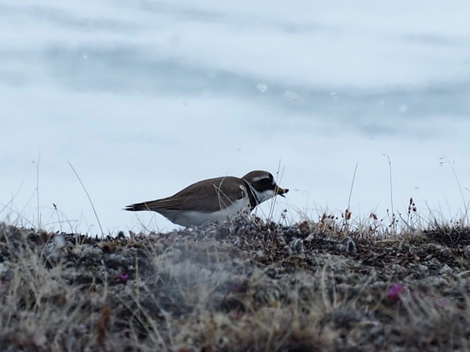 Common Ringed Plover - ML482569261