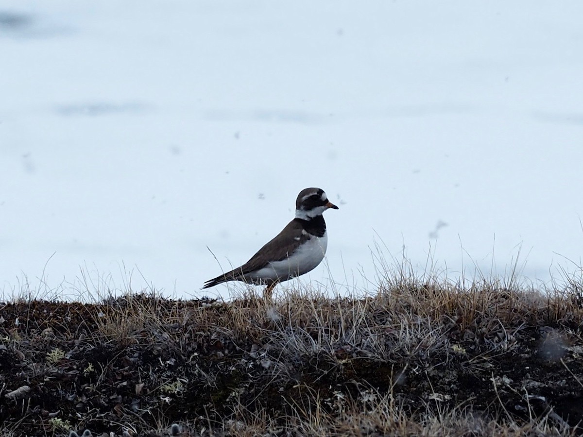 Common Ringed Plover - ML482569311