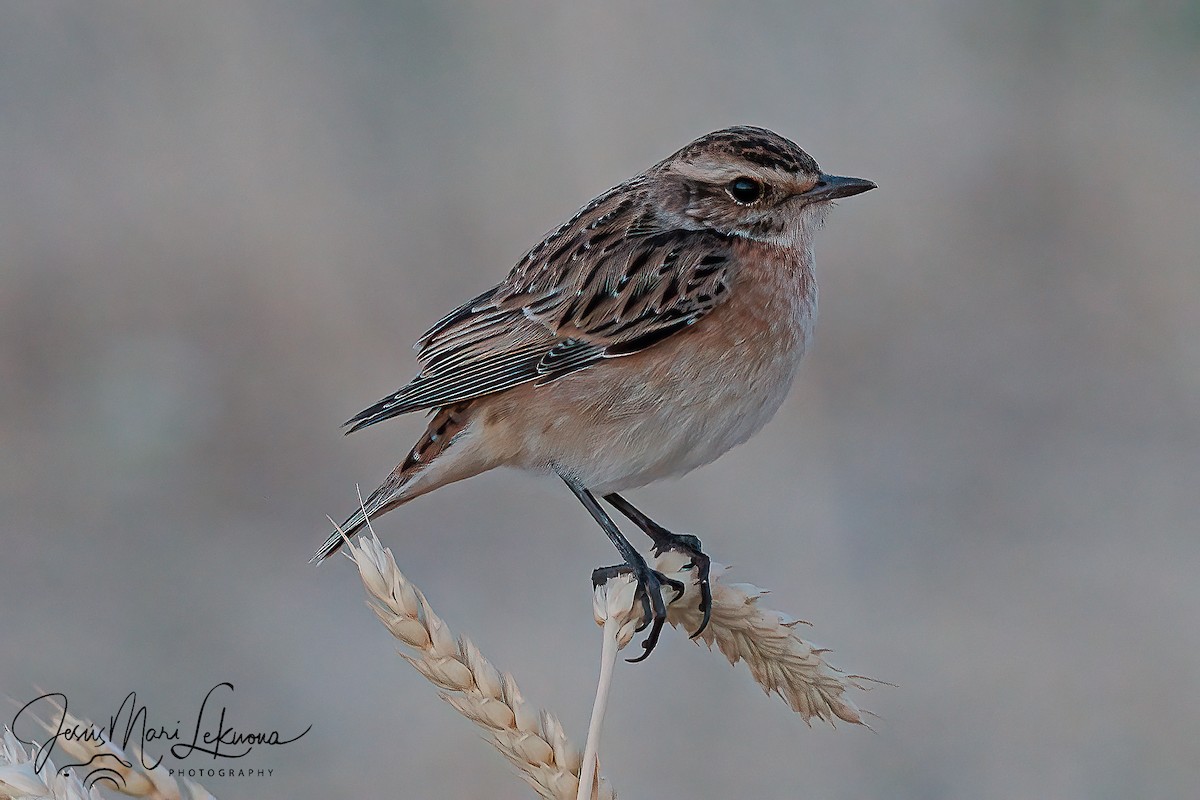 Whinchat - ML482571681
