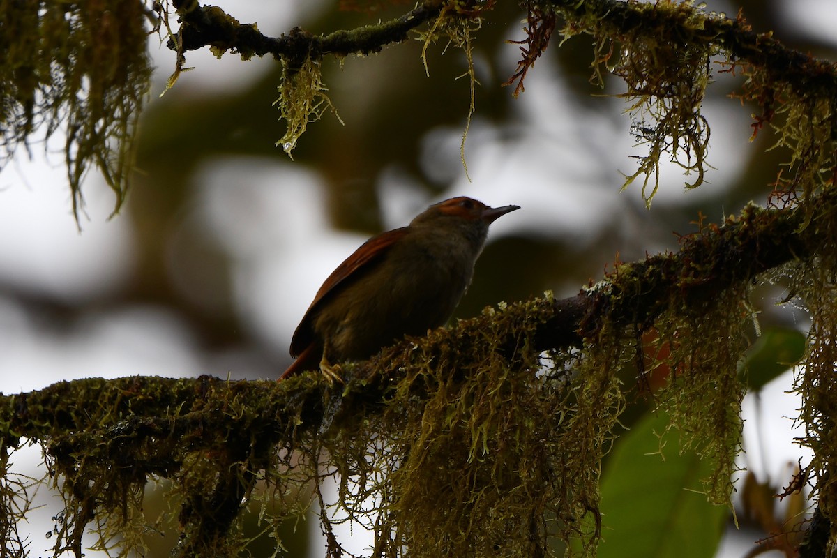 Red-faced Spinetail - Erik Atwell