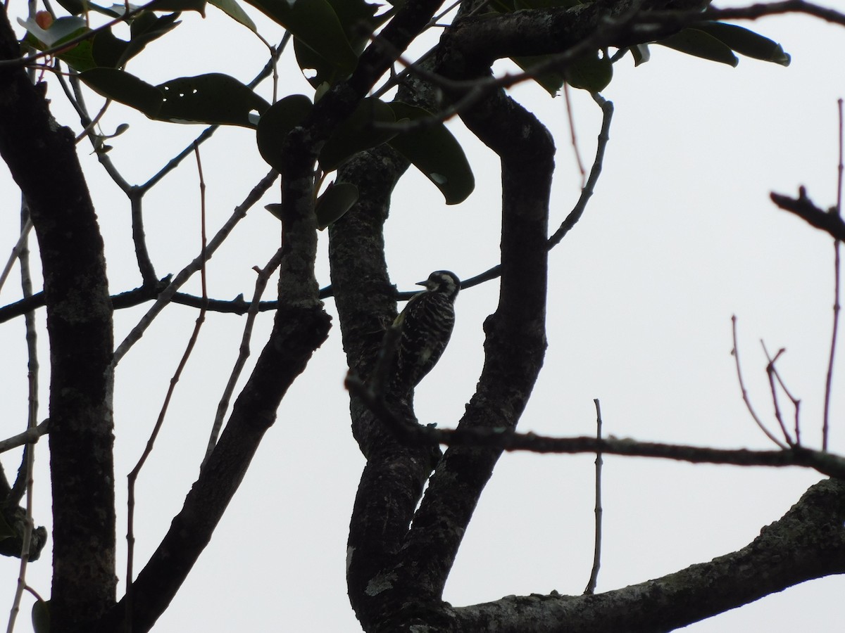 Philippine Pygmy Woodpecker - ML482578511