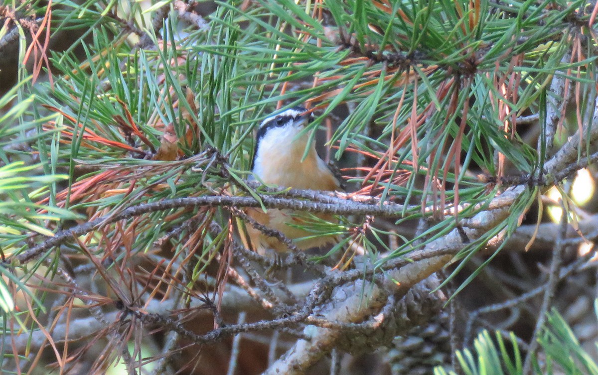 Red-breasted Nuthatch - ML482579971