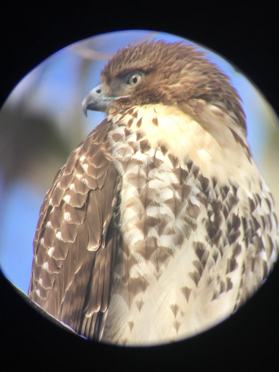 Red-tailed Hawk - ML48258771