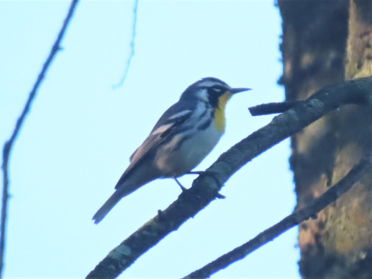 Yellow-throated Warbler - ML482594501