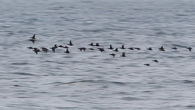 アラナミキンクロ Ebird