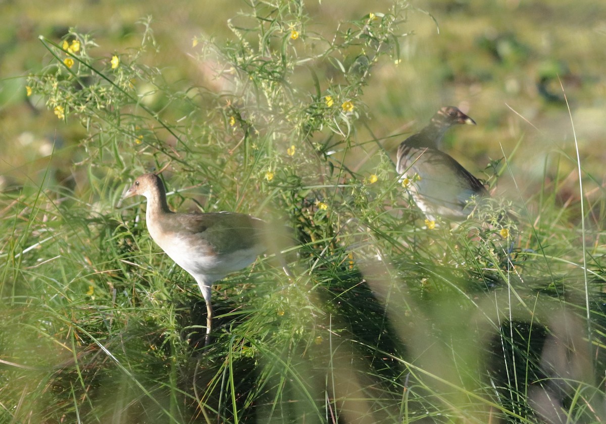 eBird Checklist - 9 Sep 2022 - Lake Apopka Wildlife Drive - 67 species ...