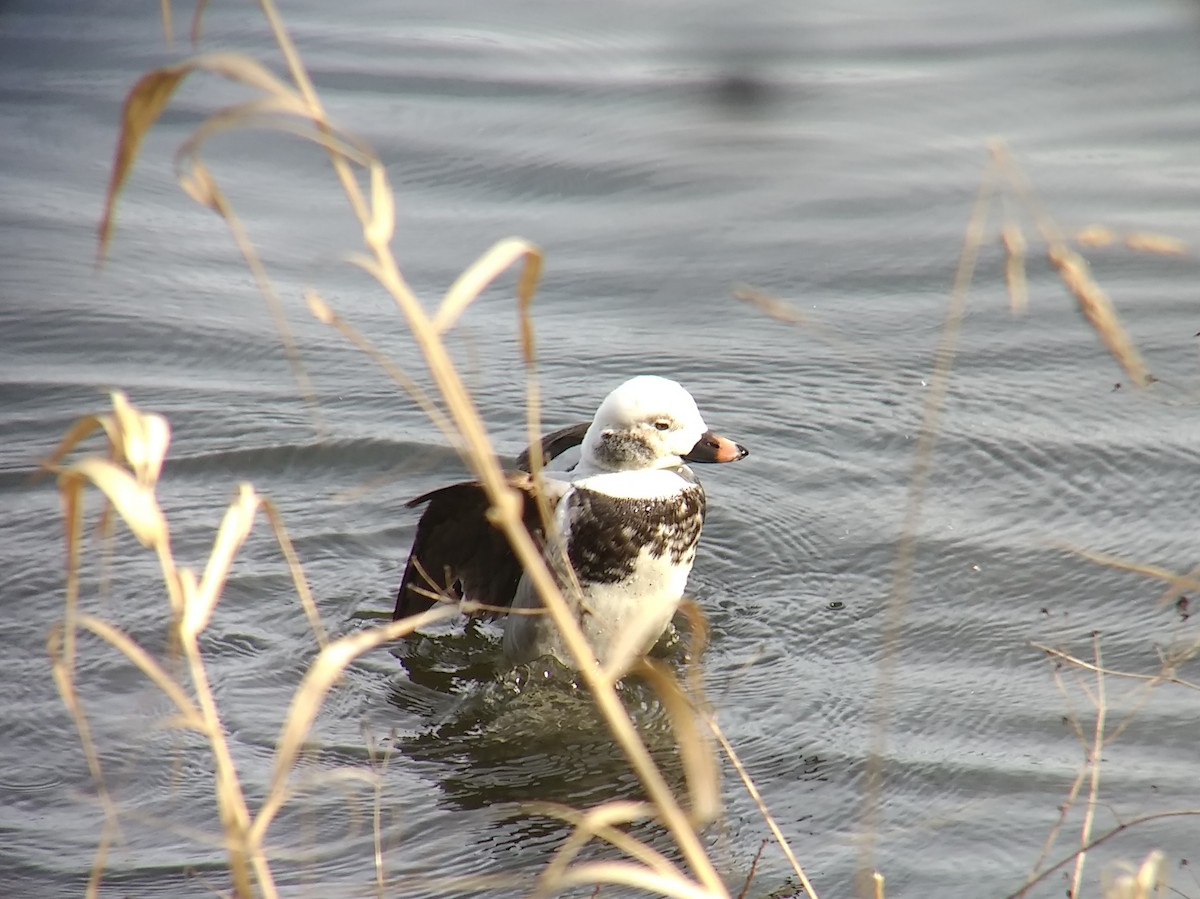 Long-tailed Duck - ML482605641