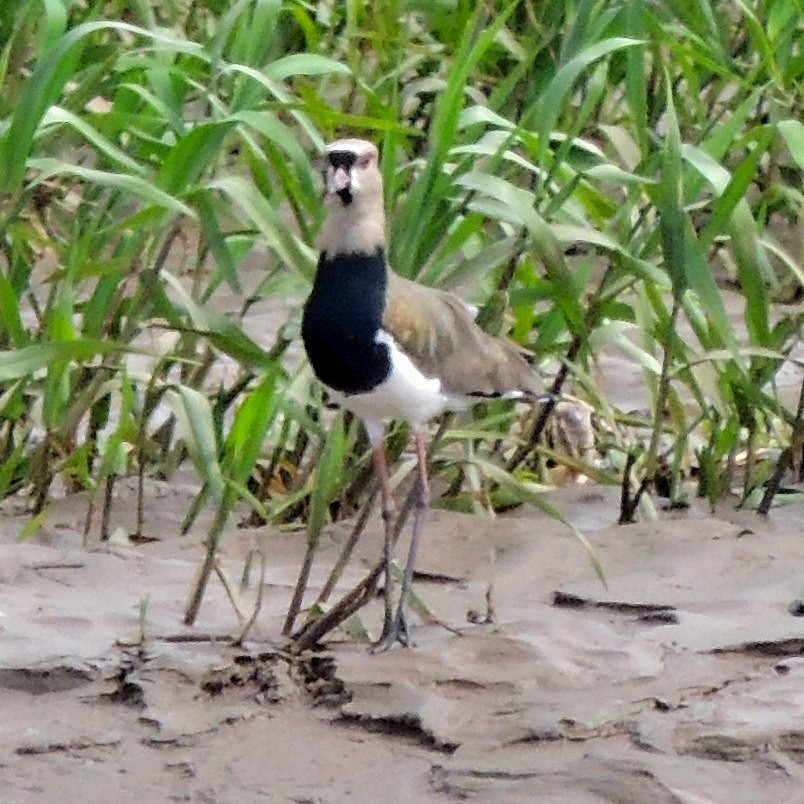 Southern Lapwing - Philip Holt