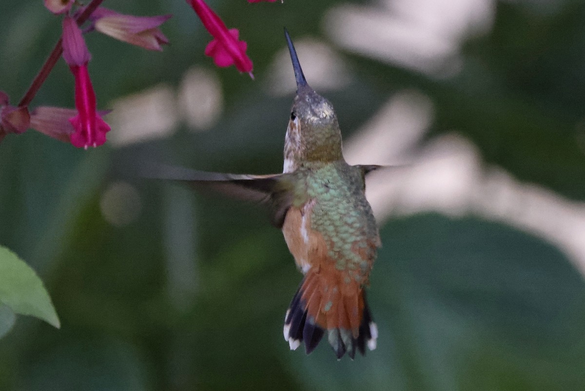 Rufous Hummingbird - ML482616231