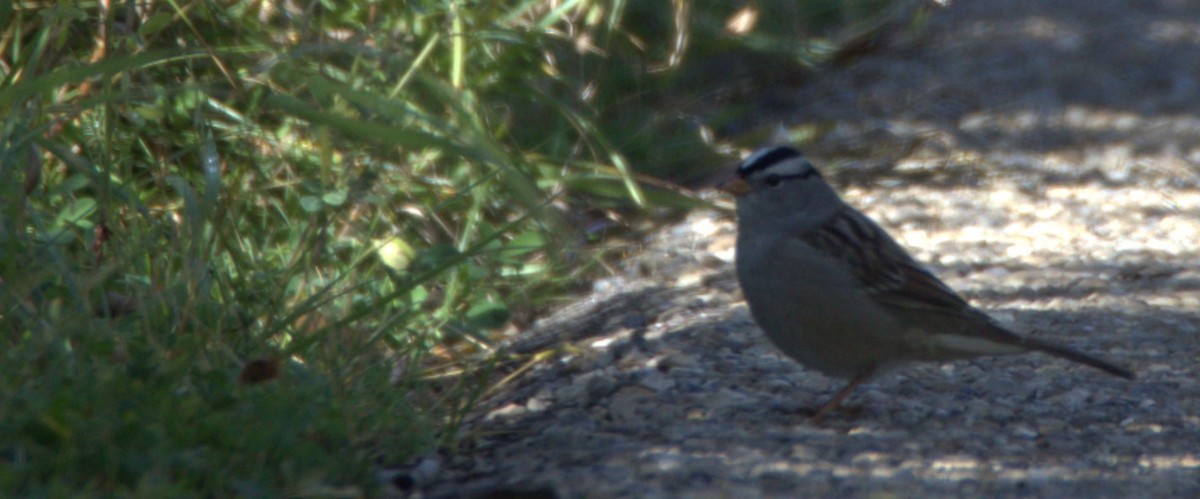 White-crowned Sparrow - ML482618341
