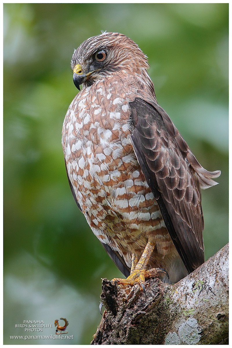 Broad-winged Hawk - Miguel "Siu"