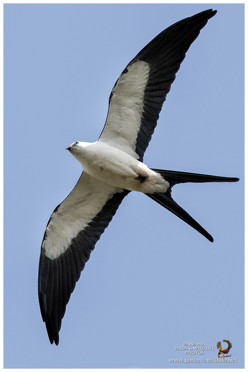 Swallow-tailed Kite - Miguel "Siu"