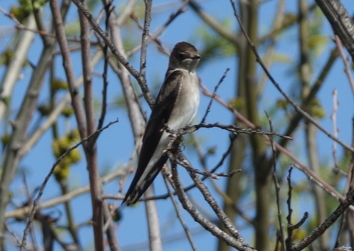 Northern Rough-winged Swallow - ML48262901