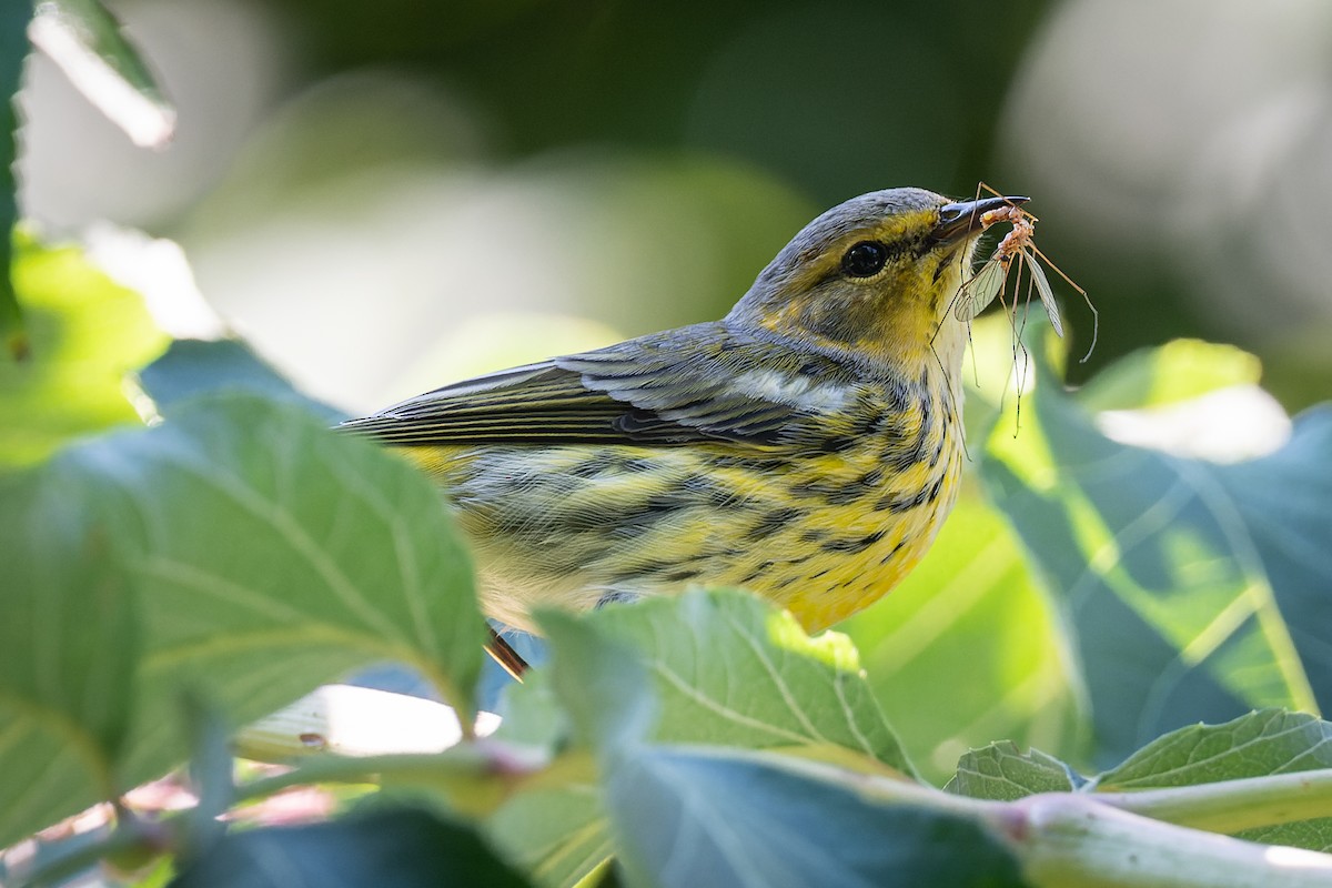Cape May Warbler - ML482629021