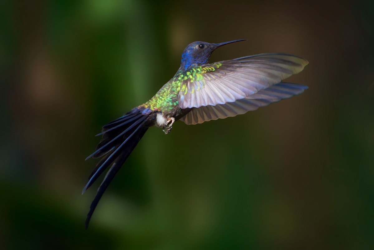 Swallow-tailed Hummingbird - Ariel Sandin