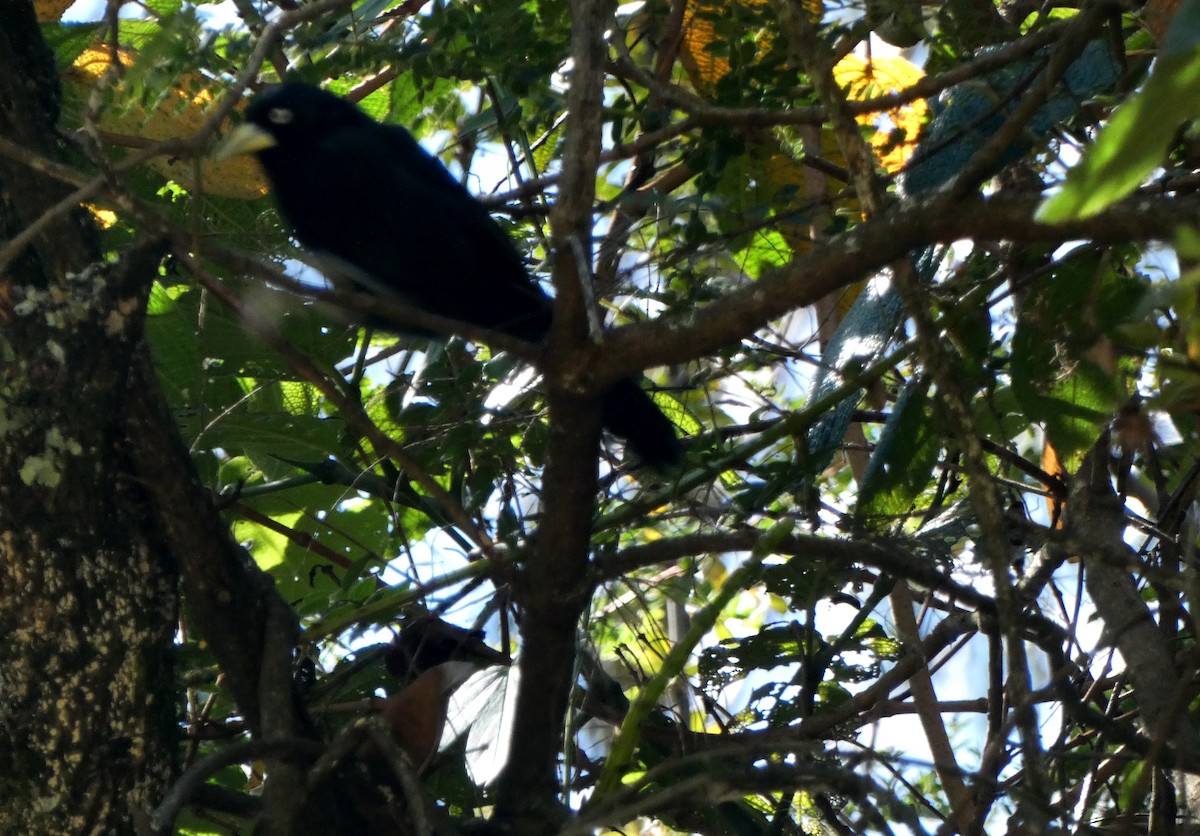 Yellow-billed Cacique - ML482635021