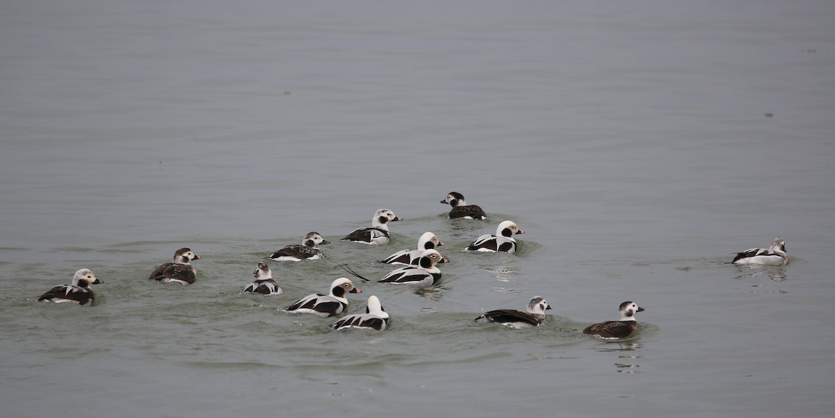 Long-tailed Duck - ML48263831