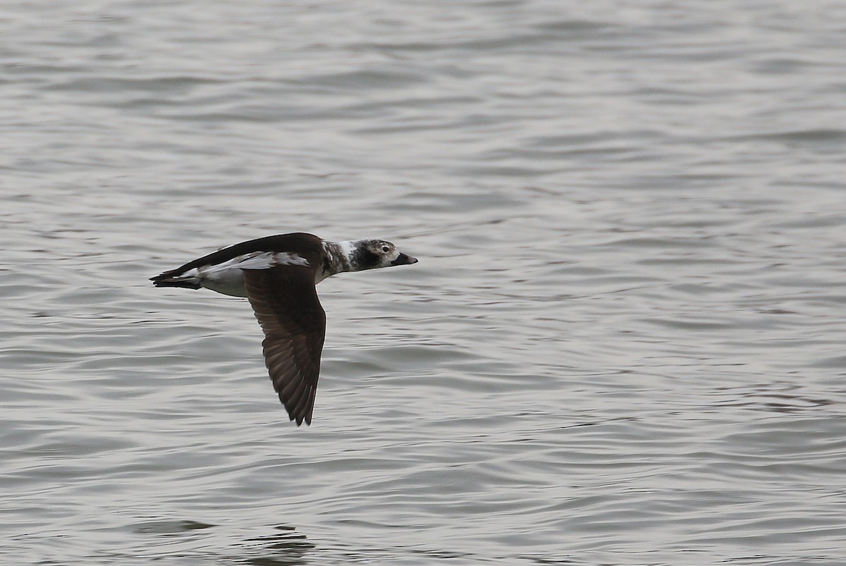 Long-tailed Duck - ML48263851