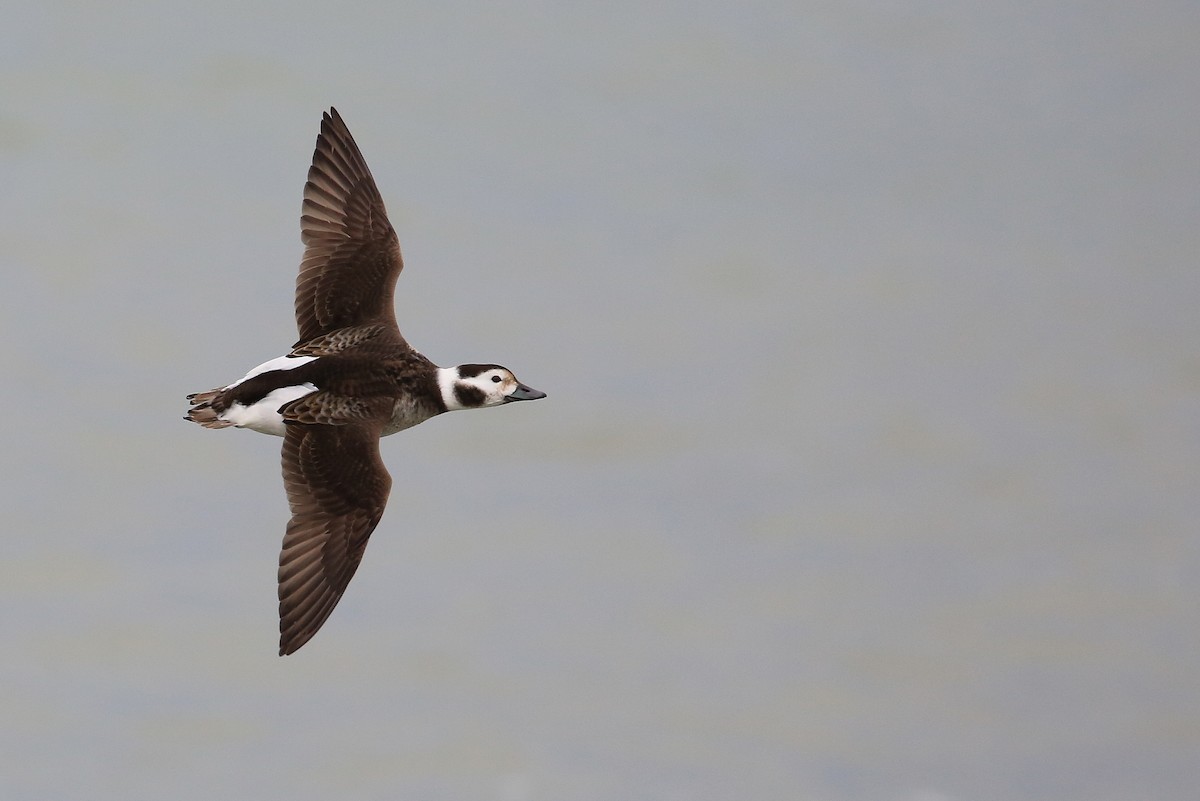 Long-tailed Duck - ML48263861