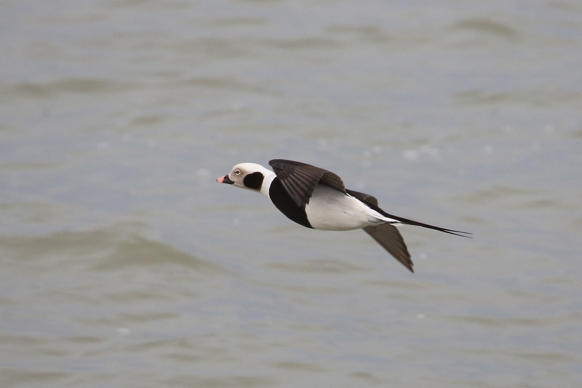 Long-tailed Duck - ML48263871