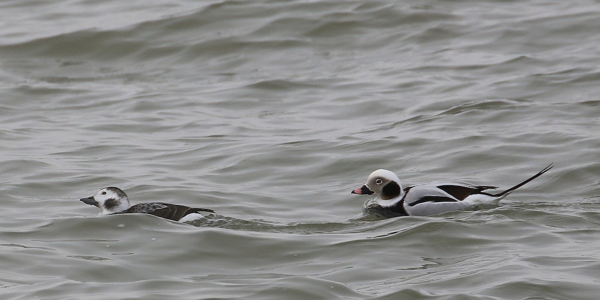 Long-tailed Duck - ML48263891
