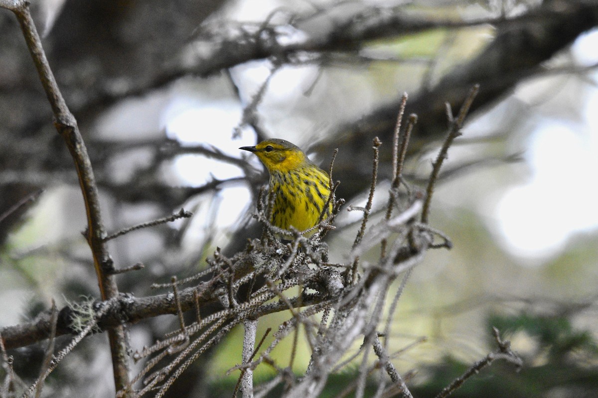 Cape May Warbler - ML482658671