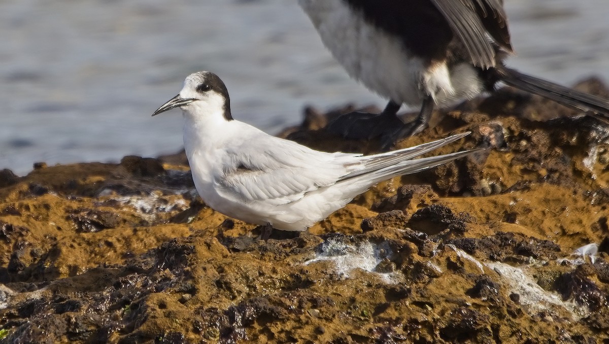 eBird Checklist - 4 Sep 2022 - Ricketts Point - 18 species