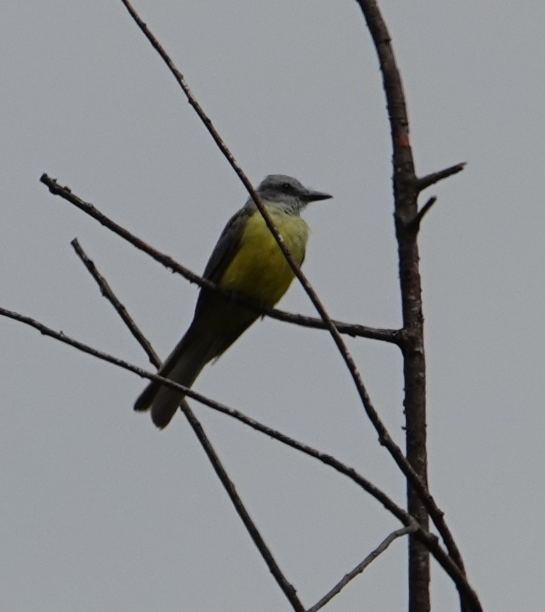 eBird Checklist - 9 Sep 2022 - Georgia Highlands College - 18 species