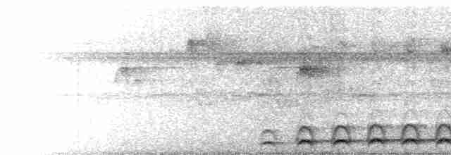 Lattice-tailed Trogon - ML482677191